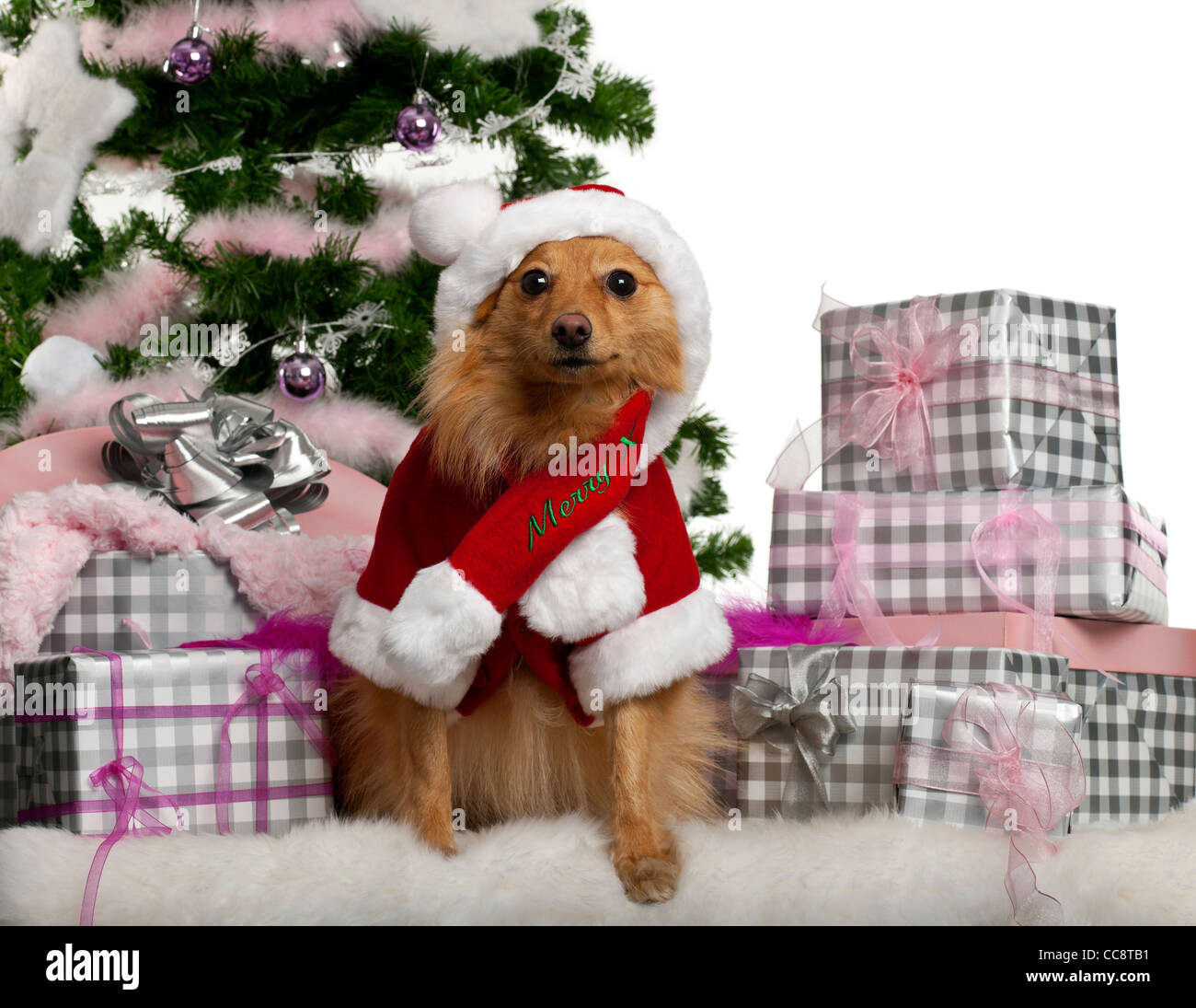 Mixed-breed dog sitting with Christmas tree and gifts in front of white background Stock Photo