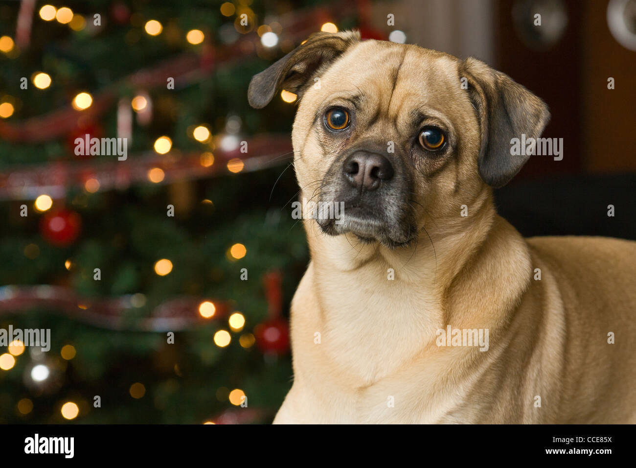 Curious dog in front of Christmas Tree. Stock Photo