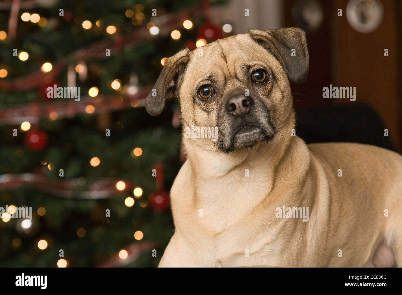 Curious dog with Christmas Tree in background. Stock Photo