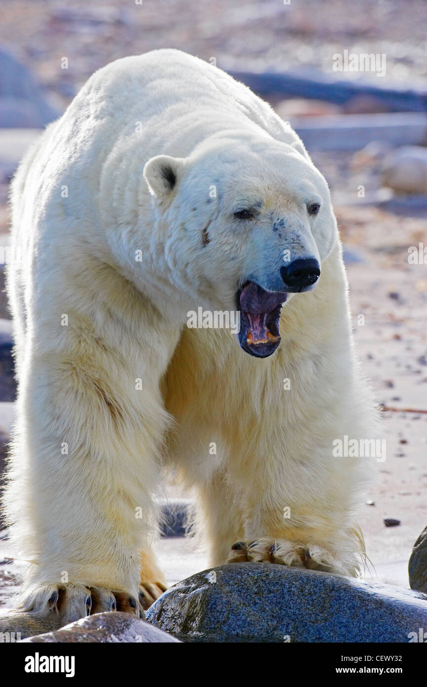 Polar bear on shore, Eastern Svalbard, Norway Stock Photo