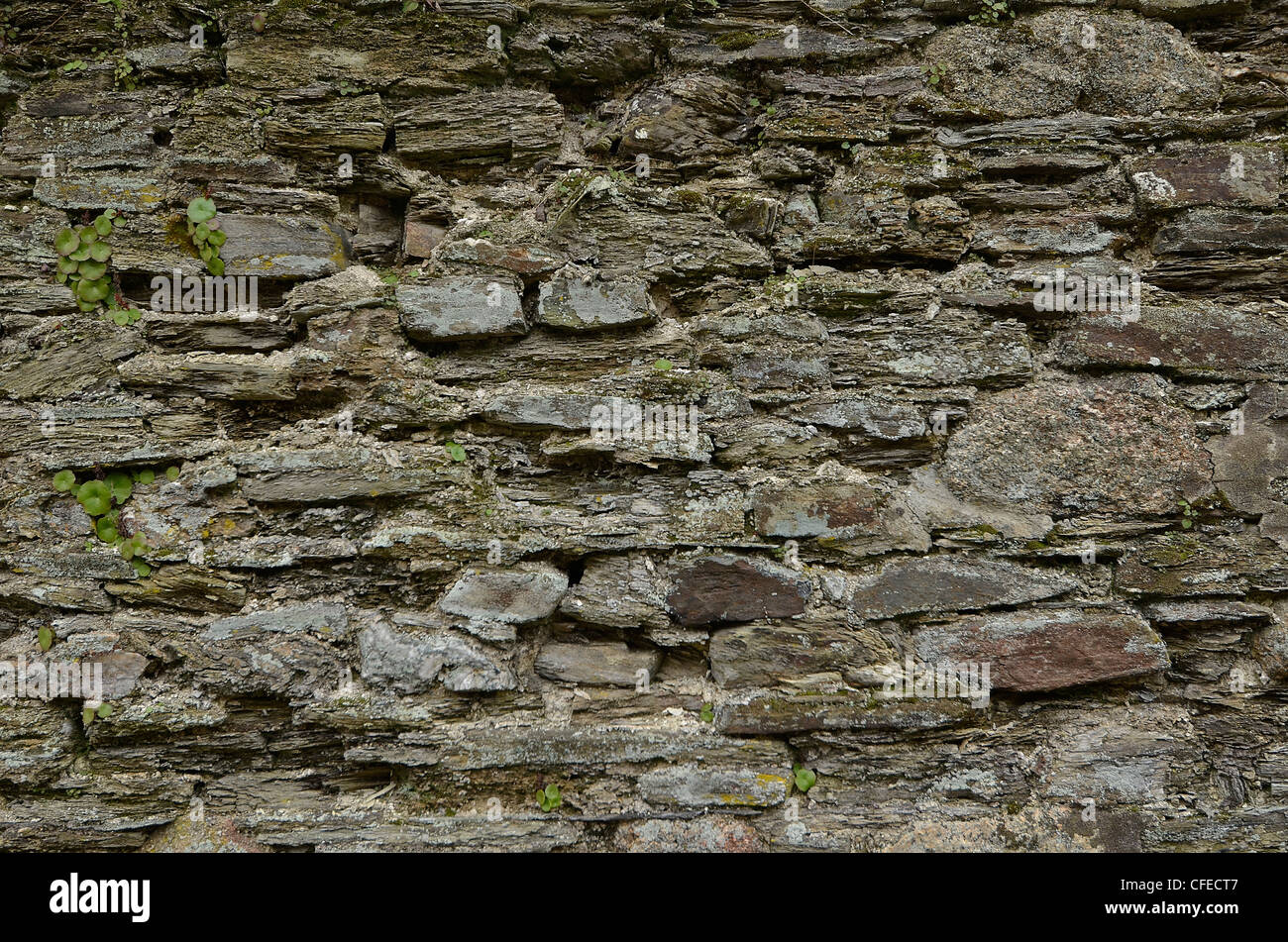 Stone building wall with a few odd bits of plant life growing in the cracks. Cracks in wall. Stock Photo