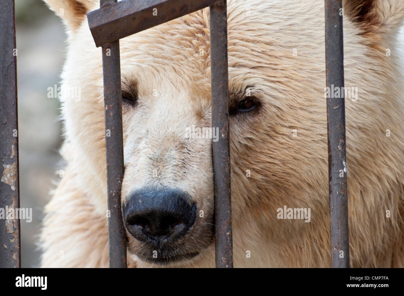 Polar bear behind bars Stock Photo