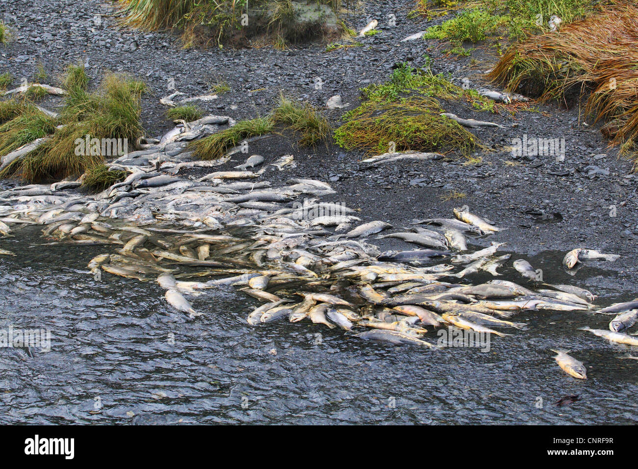 Pacific salmon (Oncorhynchus spec.), dead salmons at river shore after spawning, USA, Alaska Stock Photo