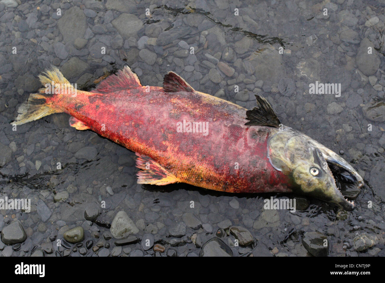 sockeye salmon, sockeye, kokanee, blue back (Oncorhynchus nerka), lying on gravel ground, died after spawning, USA, Alaska, Kodiak Island Stock Photo