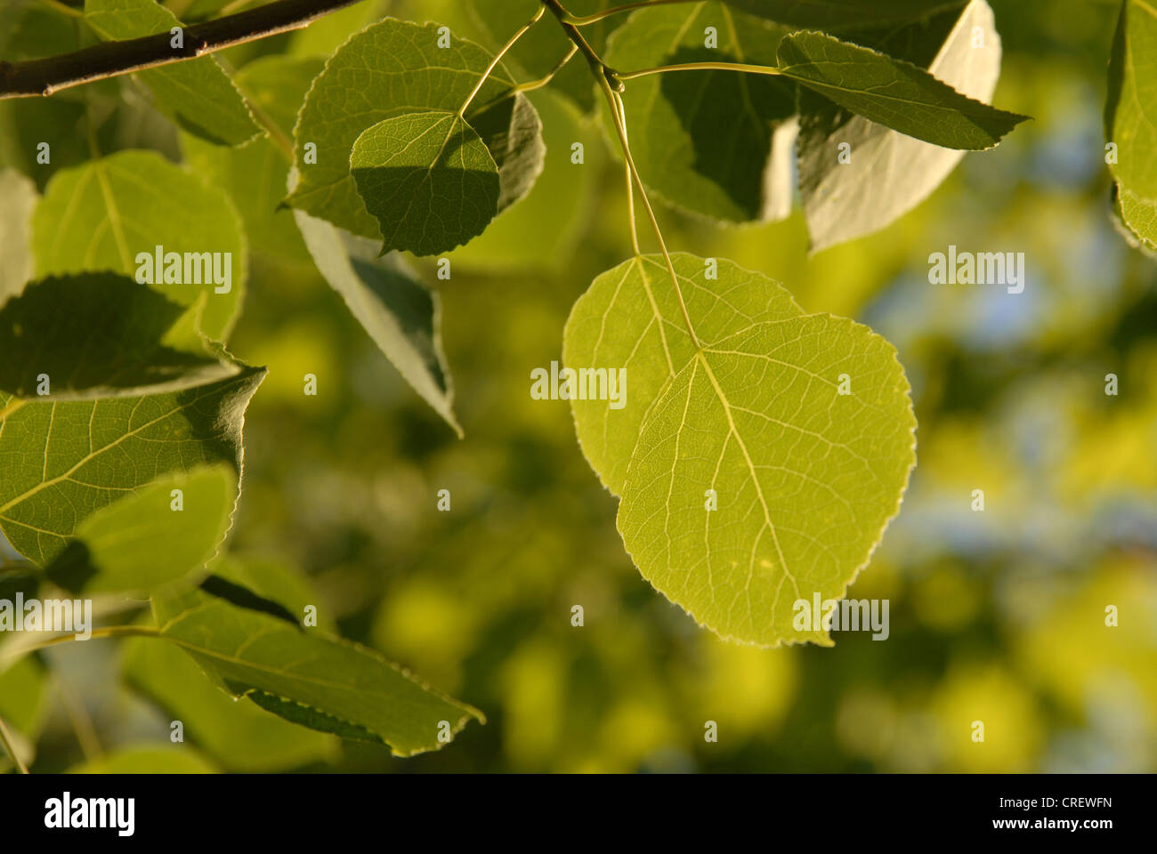 Poplar tree leaves Stock Photo