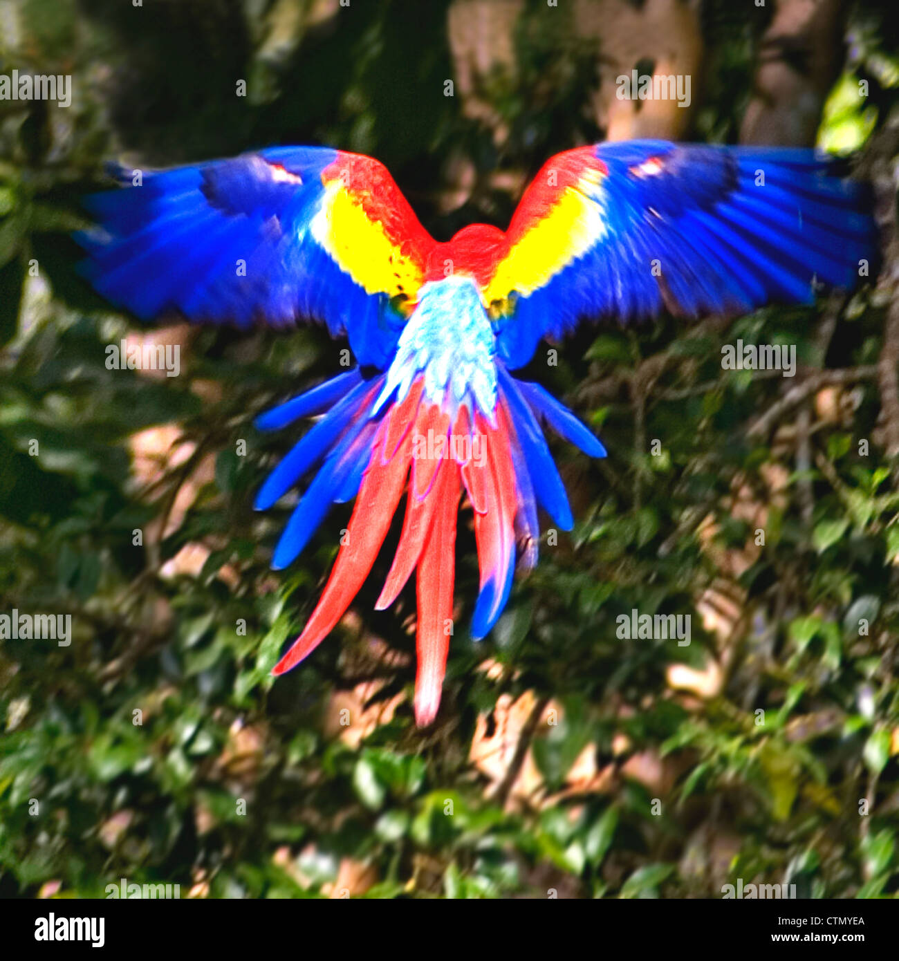 A scarlet macaw takes flight Stock Photo