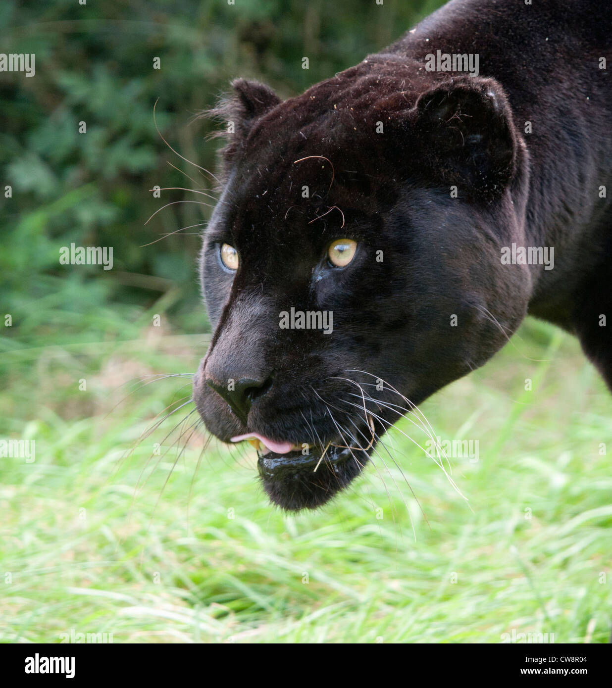 Female black jaguar Stock Photo