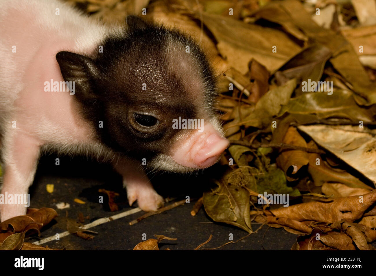 A cute baby pig forages in leaf litter Stock Photo