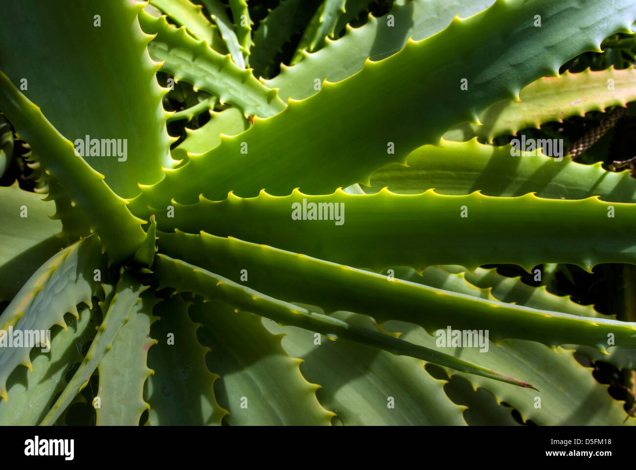 Close-up wild Aloe Vera plant, New Zealand Stock Photo