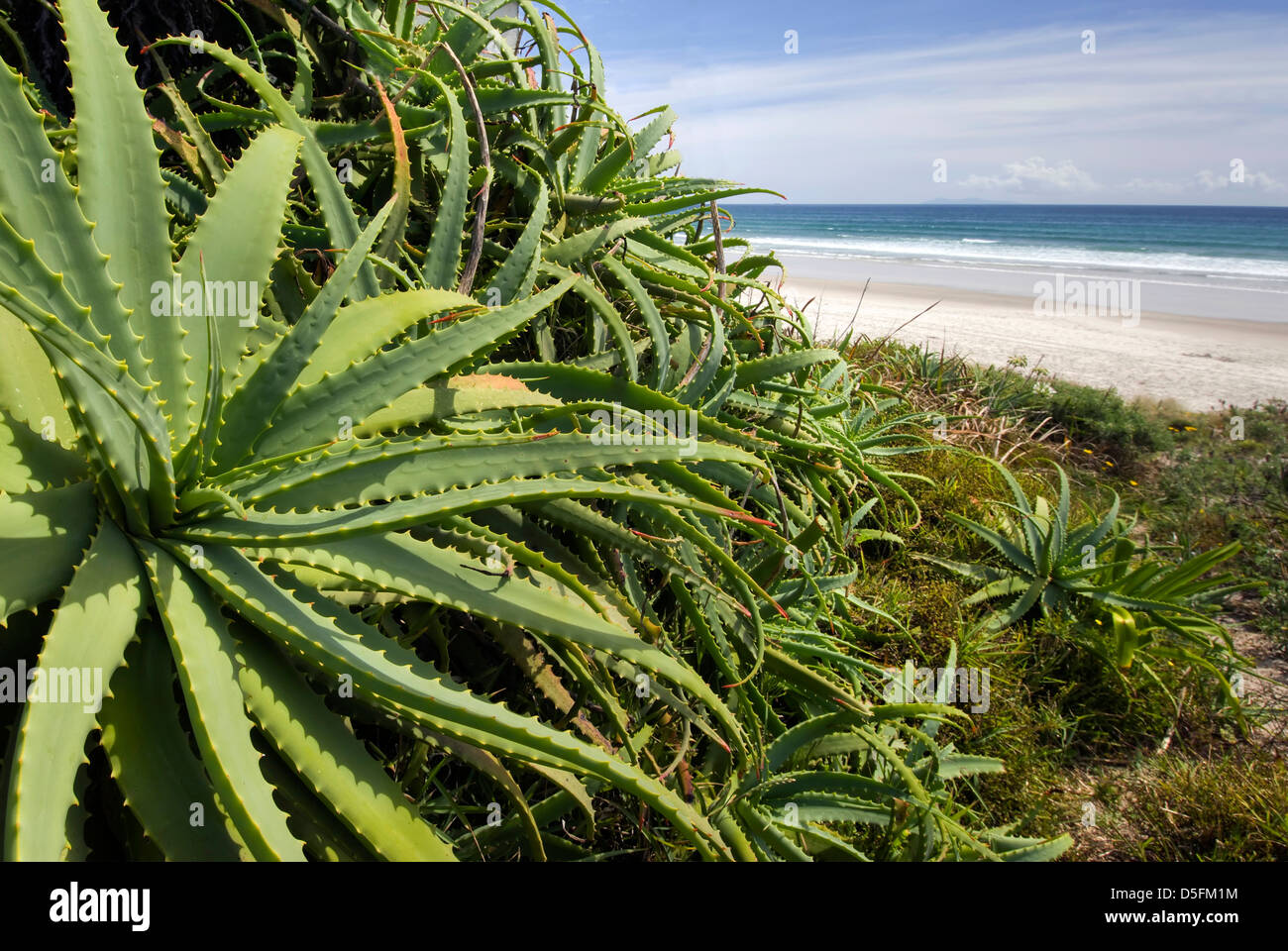 Wild Aloe Vera plant at the beach, North Island, New Zealand Stock Photo