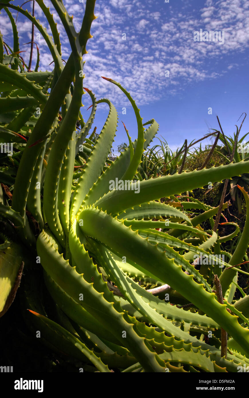 Wild Aloe Vera plant with blue sky Stock Photo