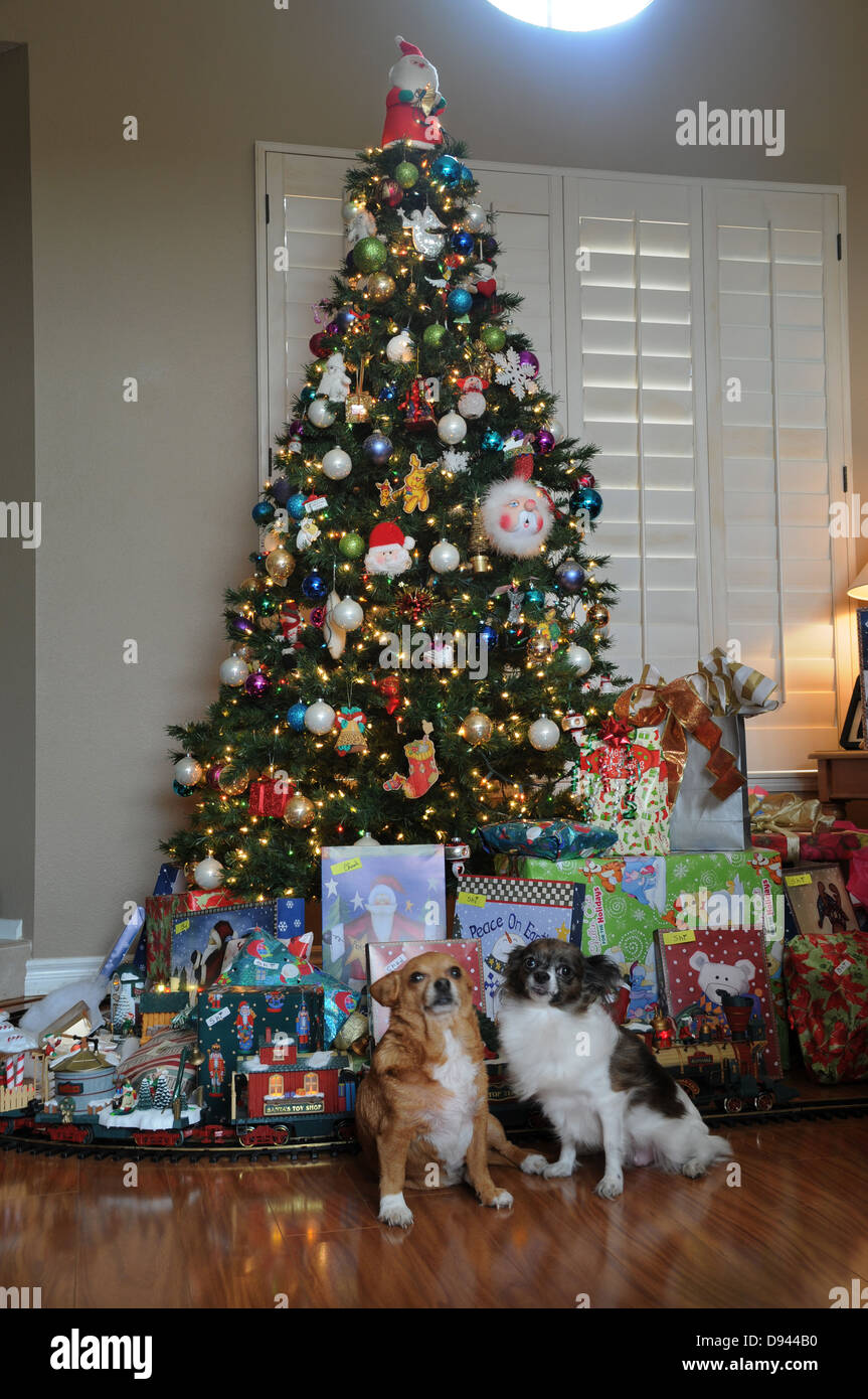 Two pet chihuahuas standing in front of home decorated Christmas tree with presents and toy train Stock Photo