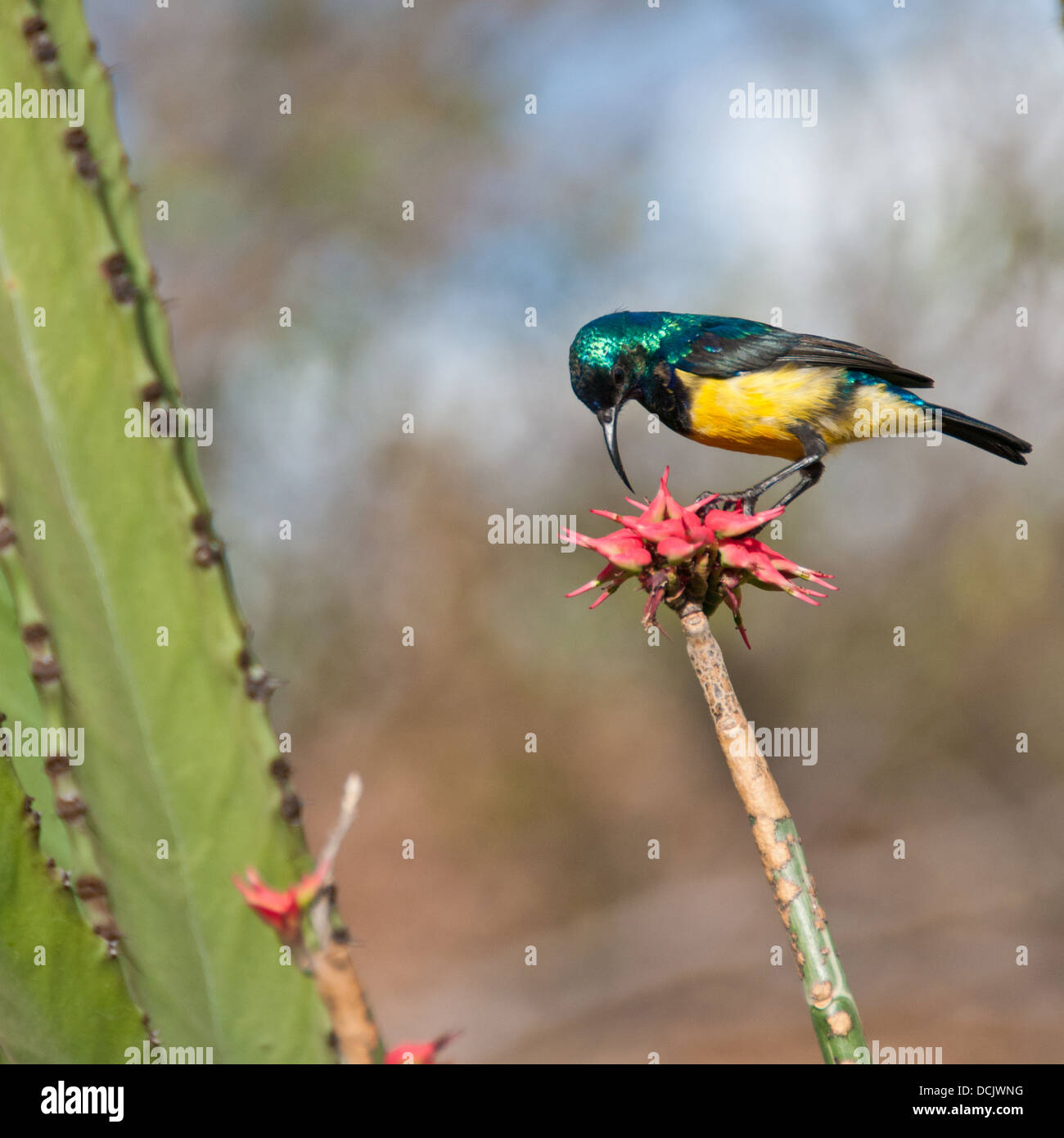 A collared sunbird eating at an Aloe Vera flower in Tanzania Stock Photo