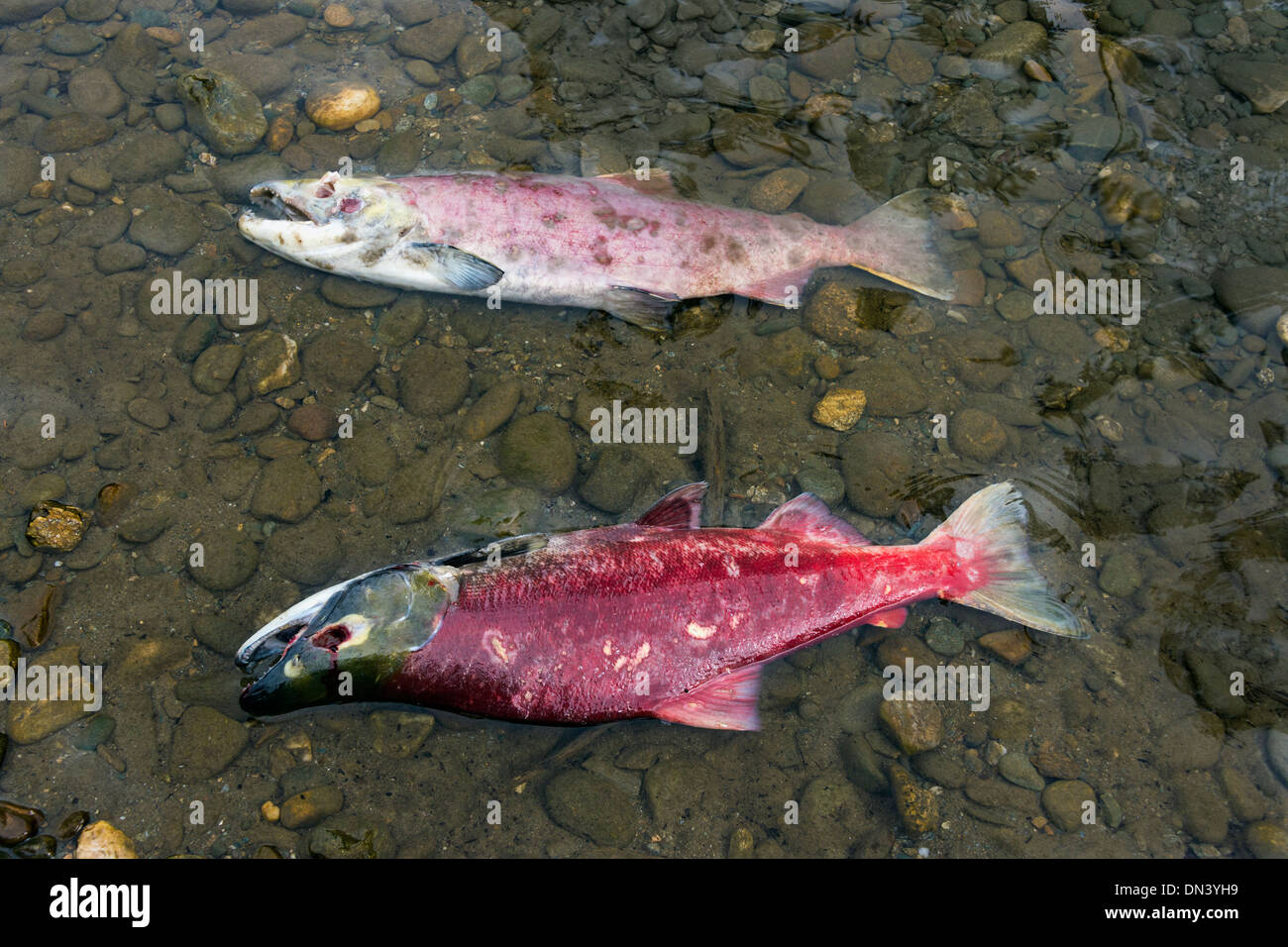 Dead male and female sockeye salmon after spawning, Mitchell River, Cariboo-Chilcotin region, British Columbia Stock Photo