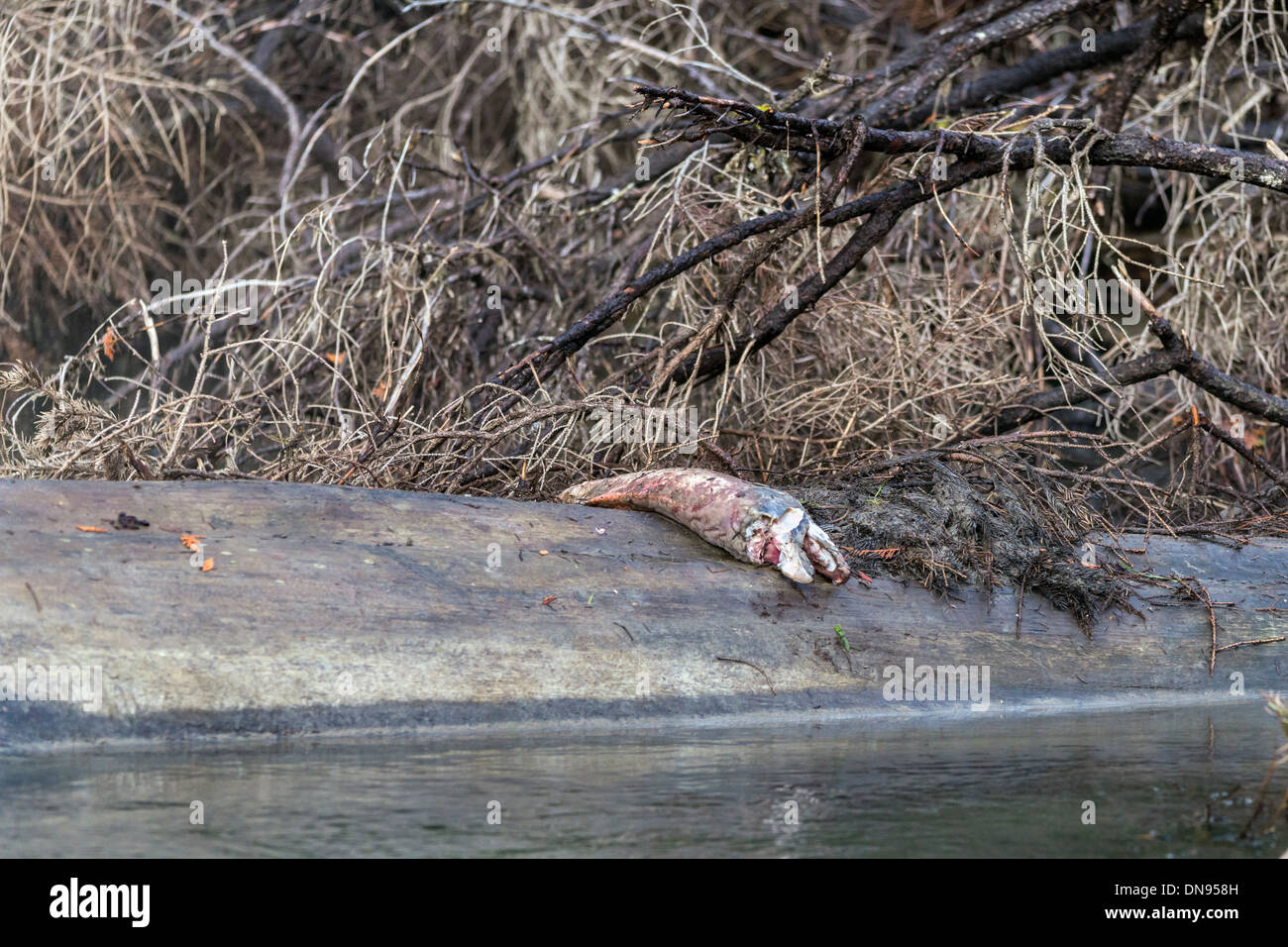 Sockeye salmon remains on a partially submerged log, Mitchell River, British Columbia Stock Photo