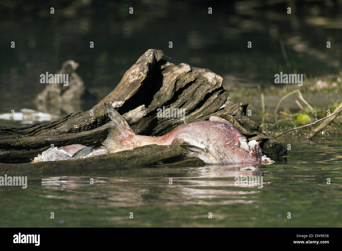 Dead sockeye salmon after spawning, Mitchell River, British Columbia Stock Photo