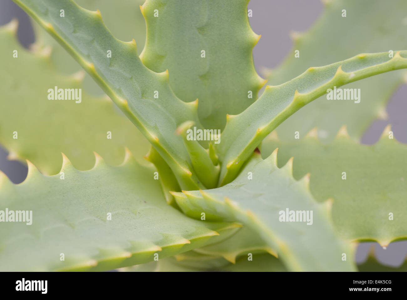 Close up wild Aloe Vera Stock Photo