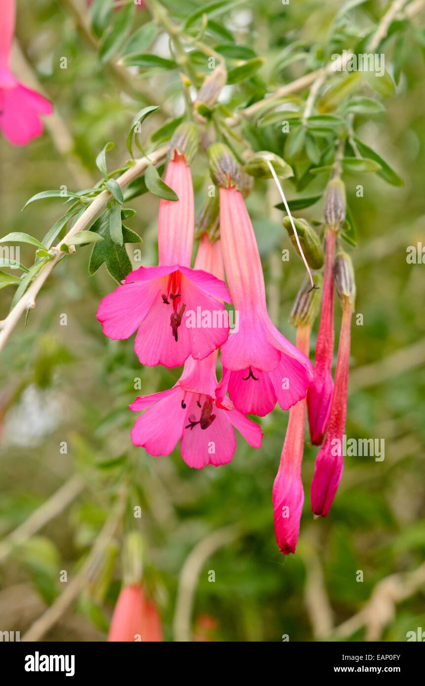 Sacred-flower-of-the-Incas (Cantua buxifolia) Stock Photo