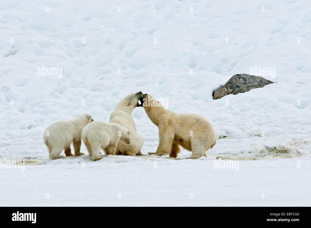 polar bear (Ursus maritimus), polar bears quarelling about food, Norway, Svalbard Stock Photo