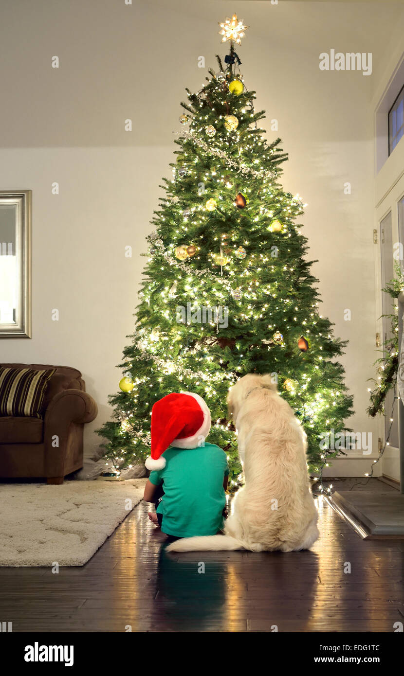 Young boy with his pet dog sitting looking at his Christmas tree lit up at home Stock Photo