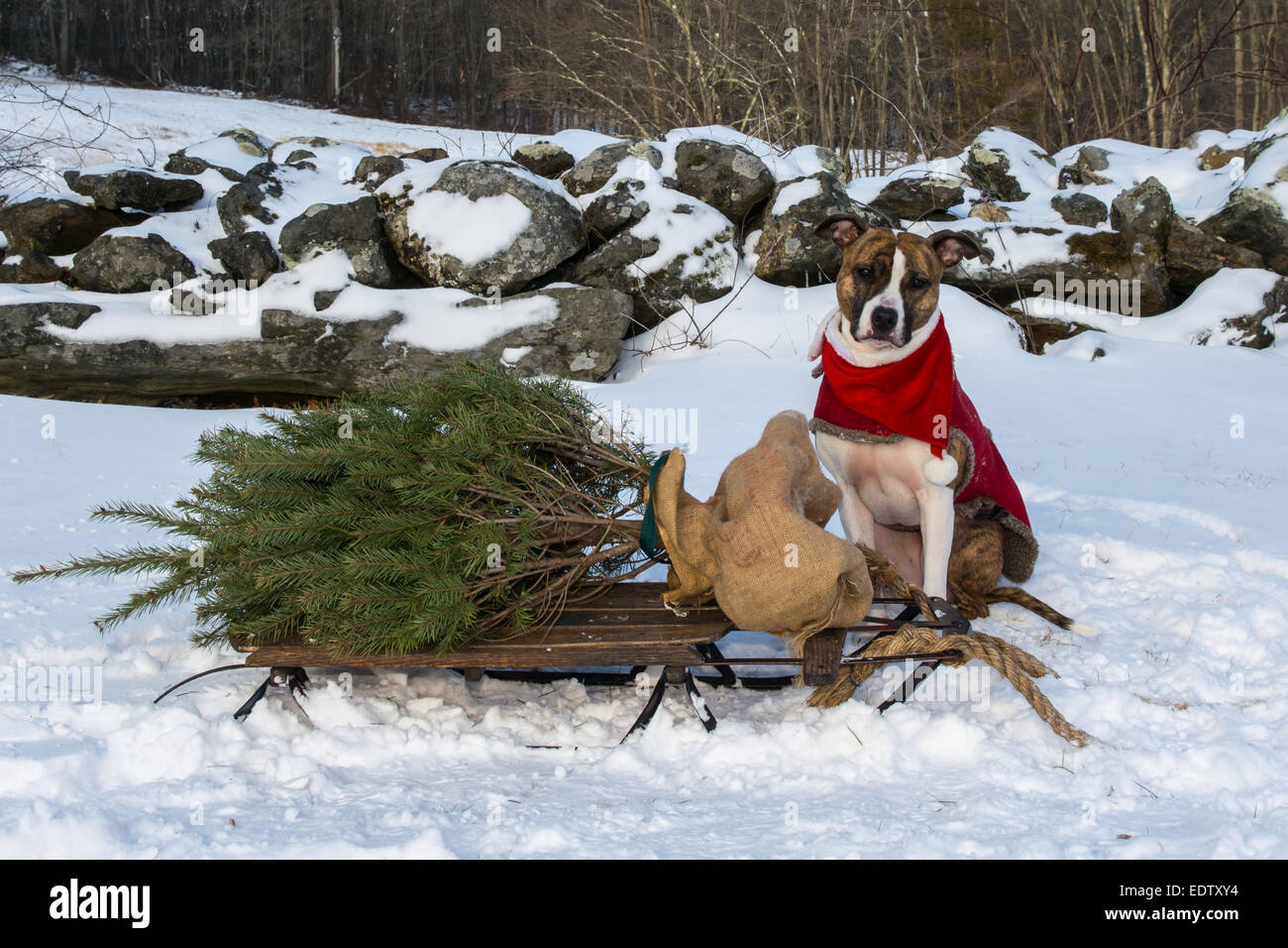 Taking home the Christmas Tree. Stock Photo