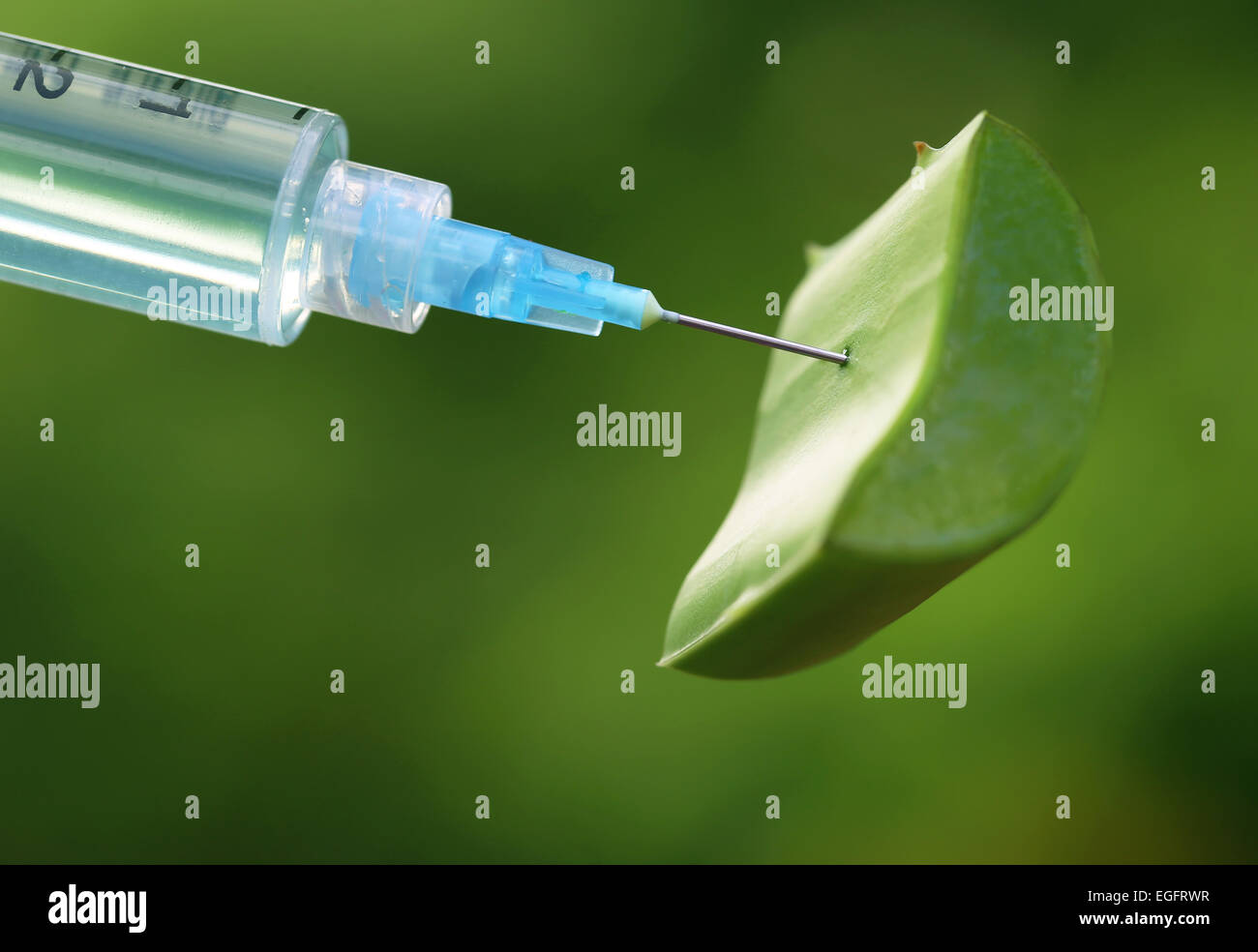 Close up of Injection syringe and fresh aloe vera Stock Photo