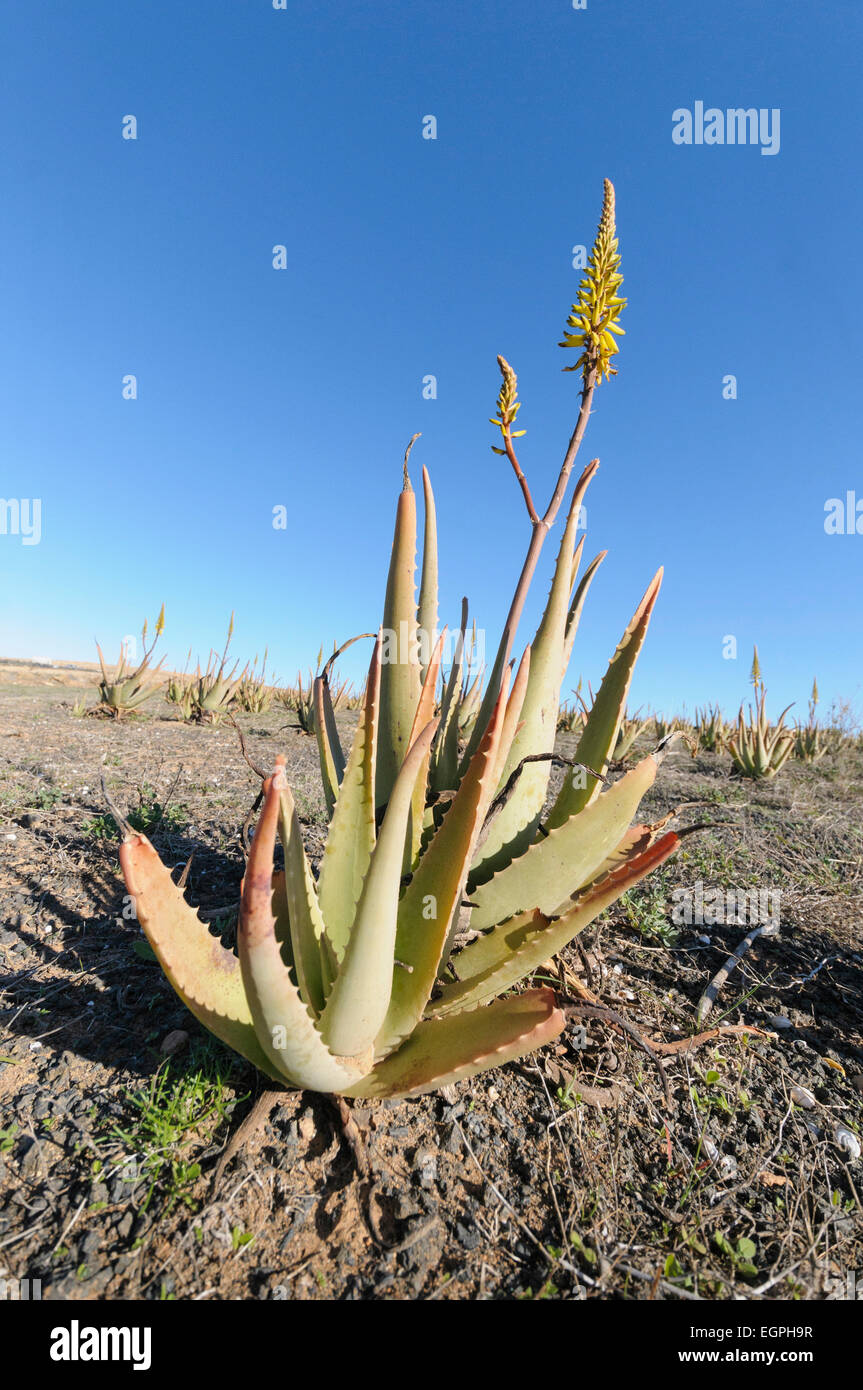 Aloe vera, Two plants in foreground, one with a flowering spike and others behind, Growing on a dry terrain against a blue sky. Stock Photo