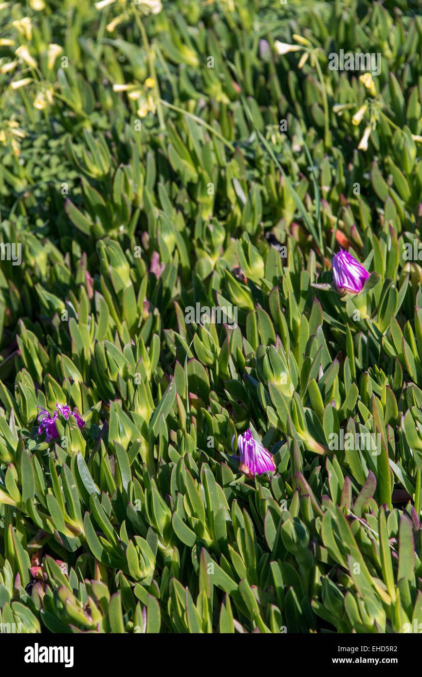 purple flowering aloe vera plants and yellow wild flowers Stock Photo