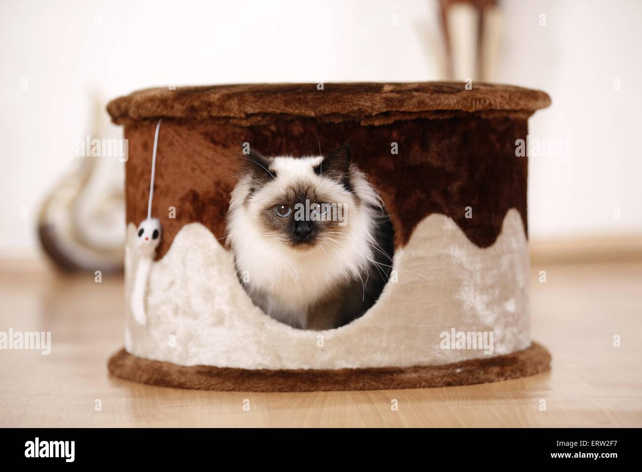 sacred Birman Stock Photo