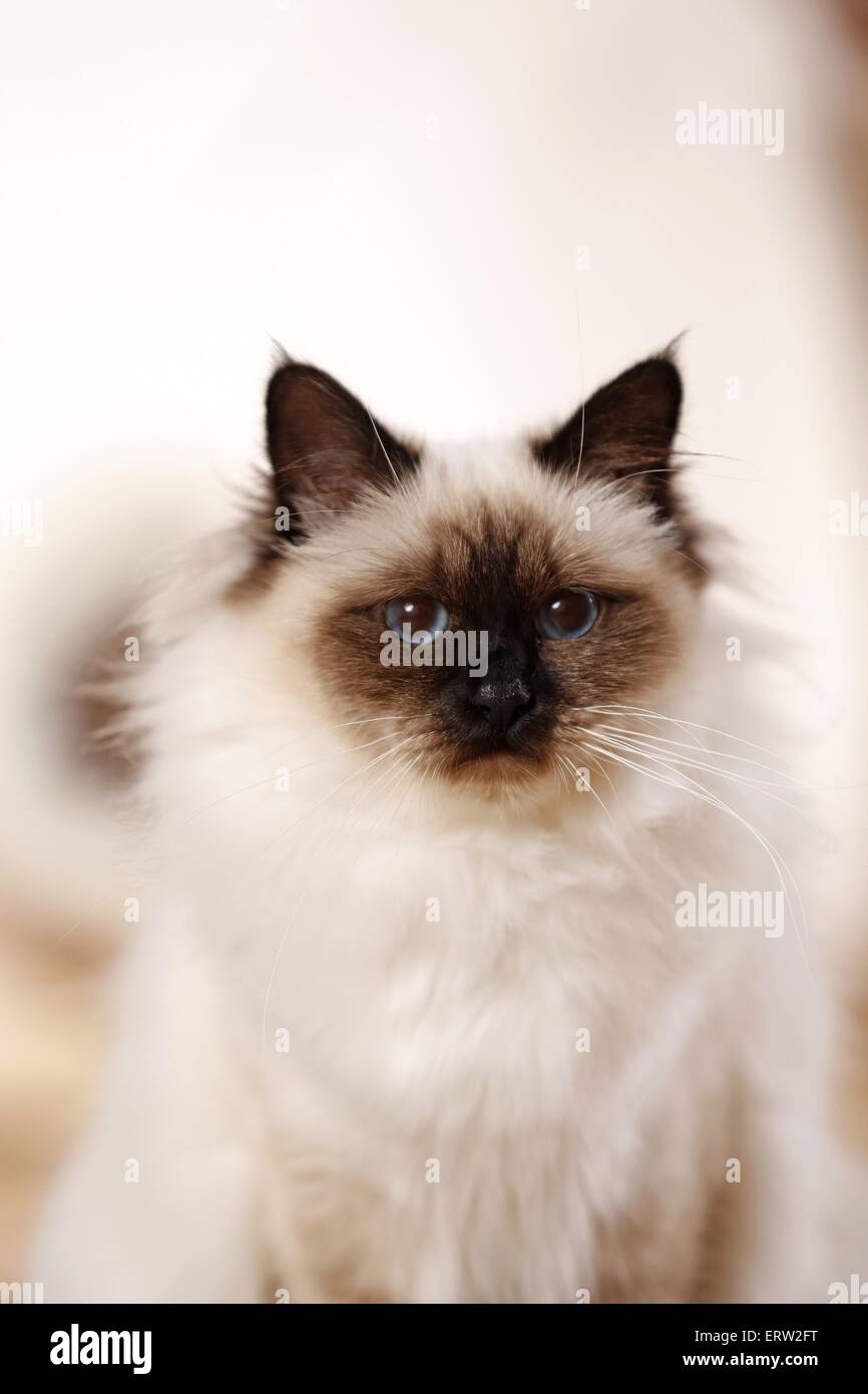 sacred Birman Portrait Stock Photo