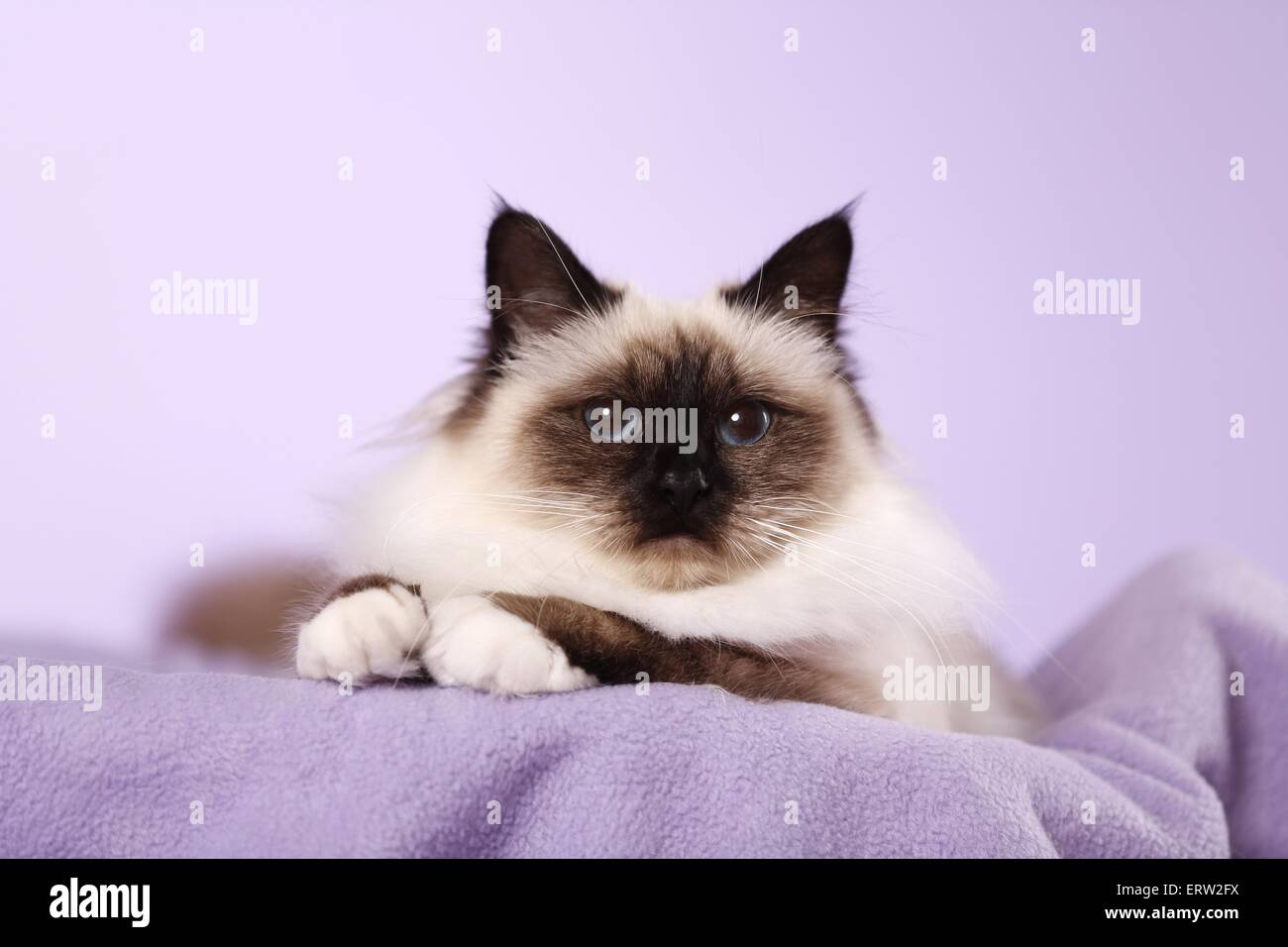 sacred Birman Stock Photo