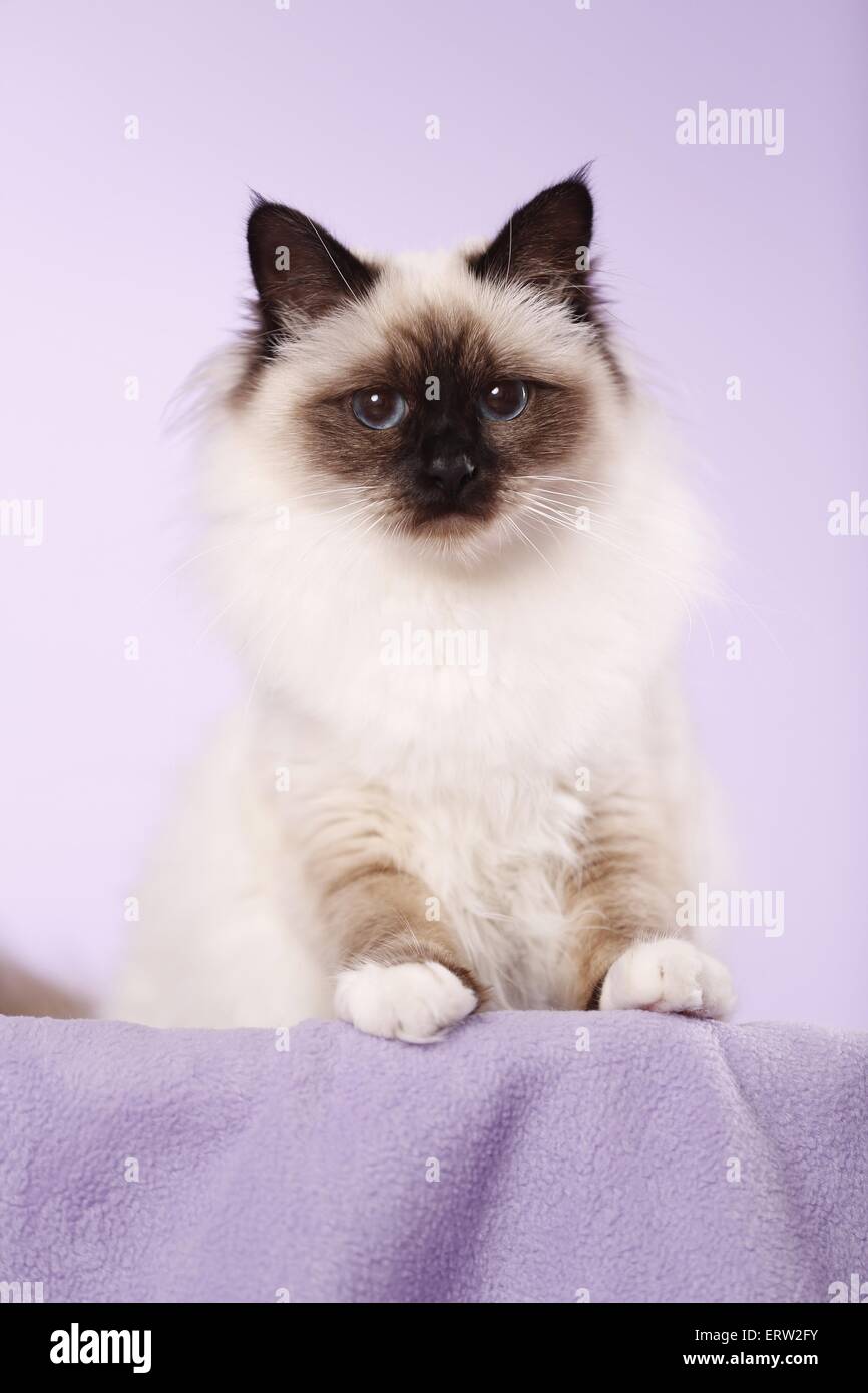 sacred Birman Stock Photo