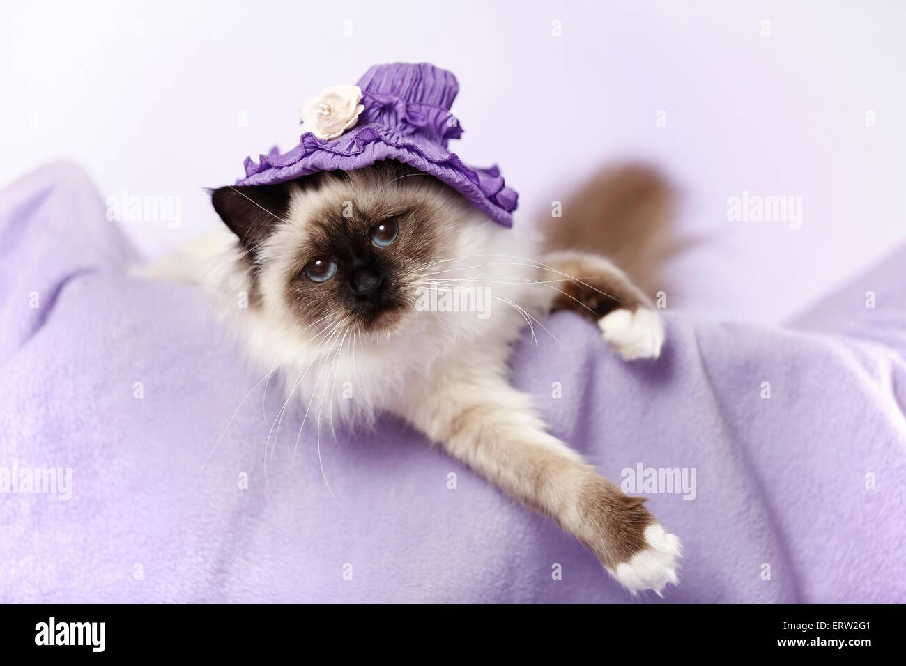 sacred Birman Stock Photo