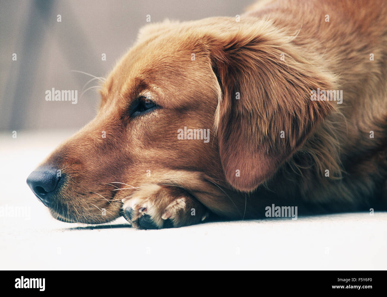 Golden Retriever lying down Stock Photo