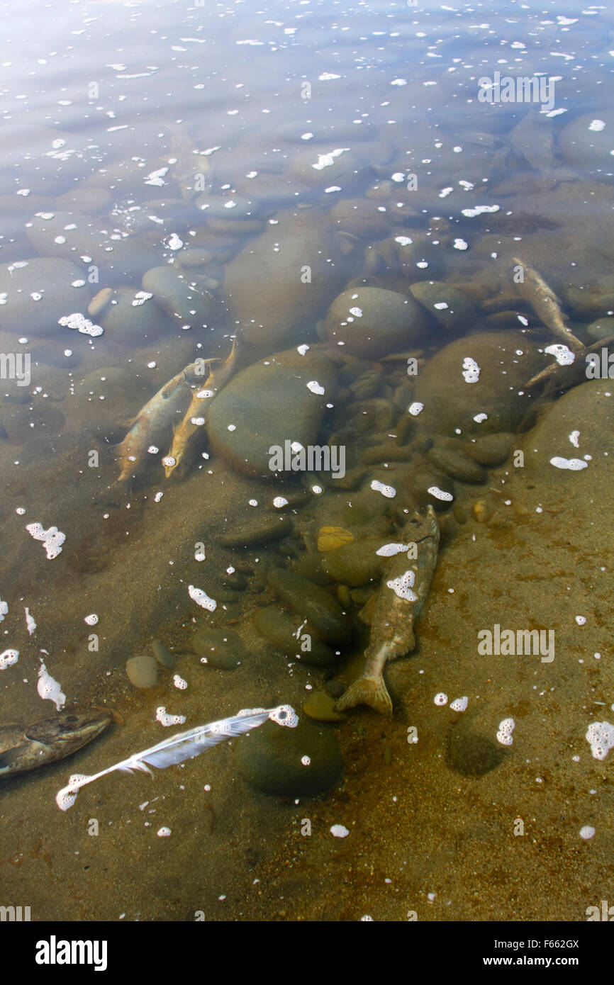 salmon after spawning on the river. Commander Islands Stock Photo