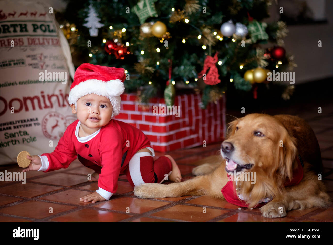 Cute baby child in Christmas elf costume crawling next to Golden Retriever family dog at the Christmas tree Stock Photo