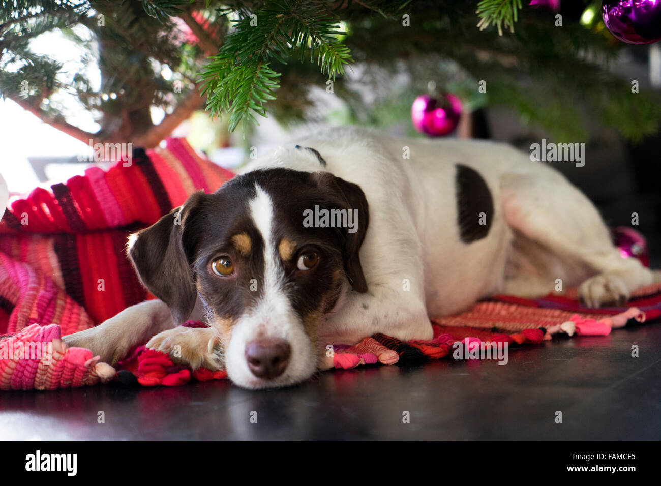 dog under christmas tree Stock Photo