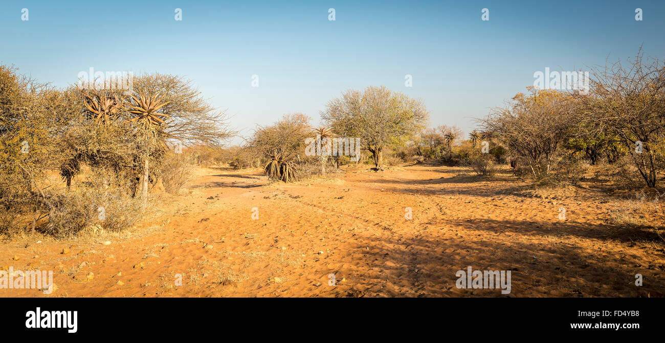 Wild growing aloe vera trees in a desert landscape in Botswana, Africa Stock Photo