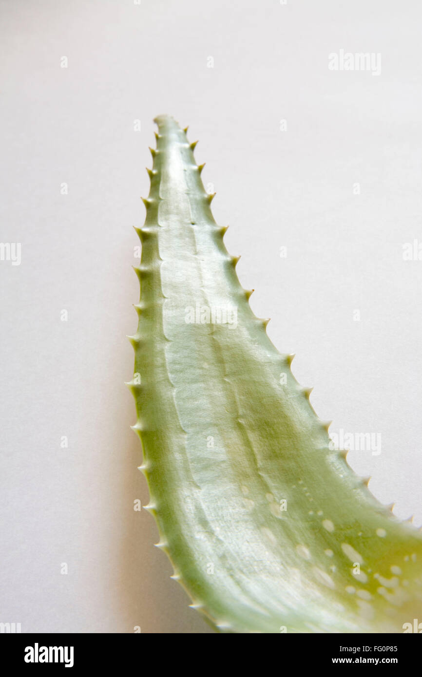 Wild plant aloe Vera with wonderful medicinal properties , India Stock Photo