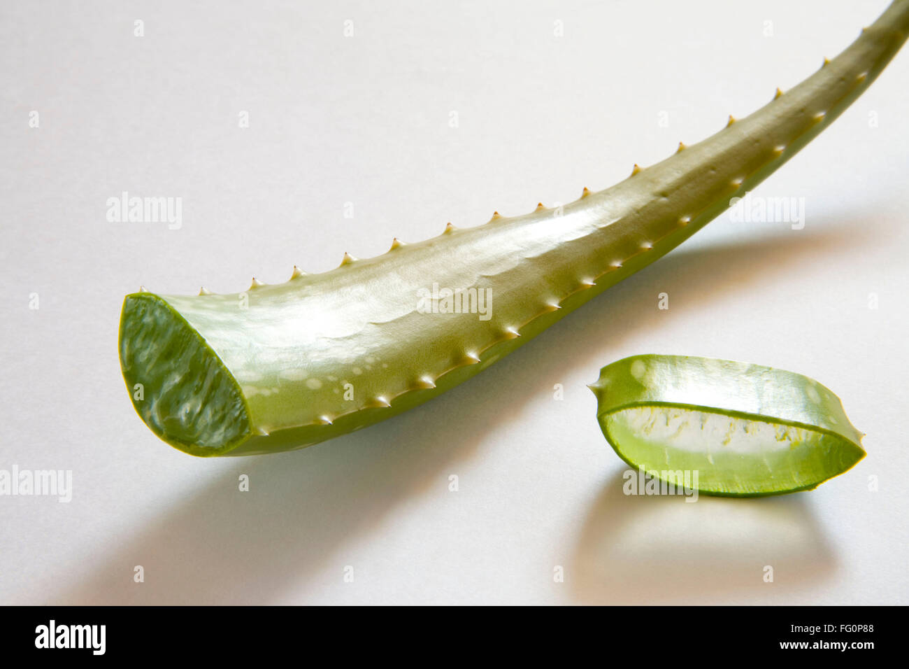 Wild plant aloe Vera with wonderful medicinal properties , India Stock Photo