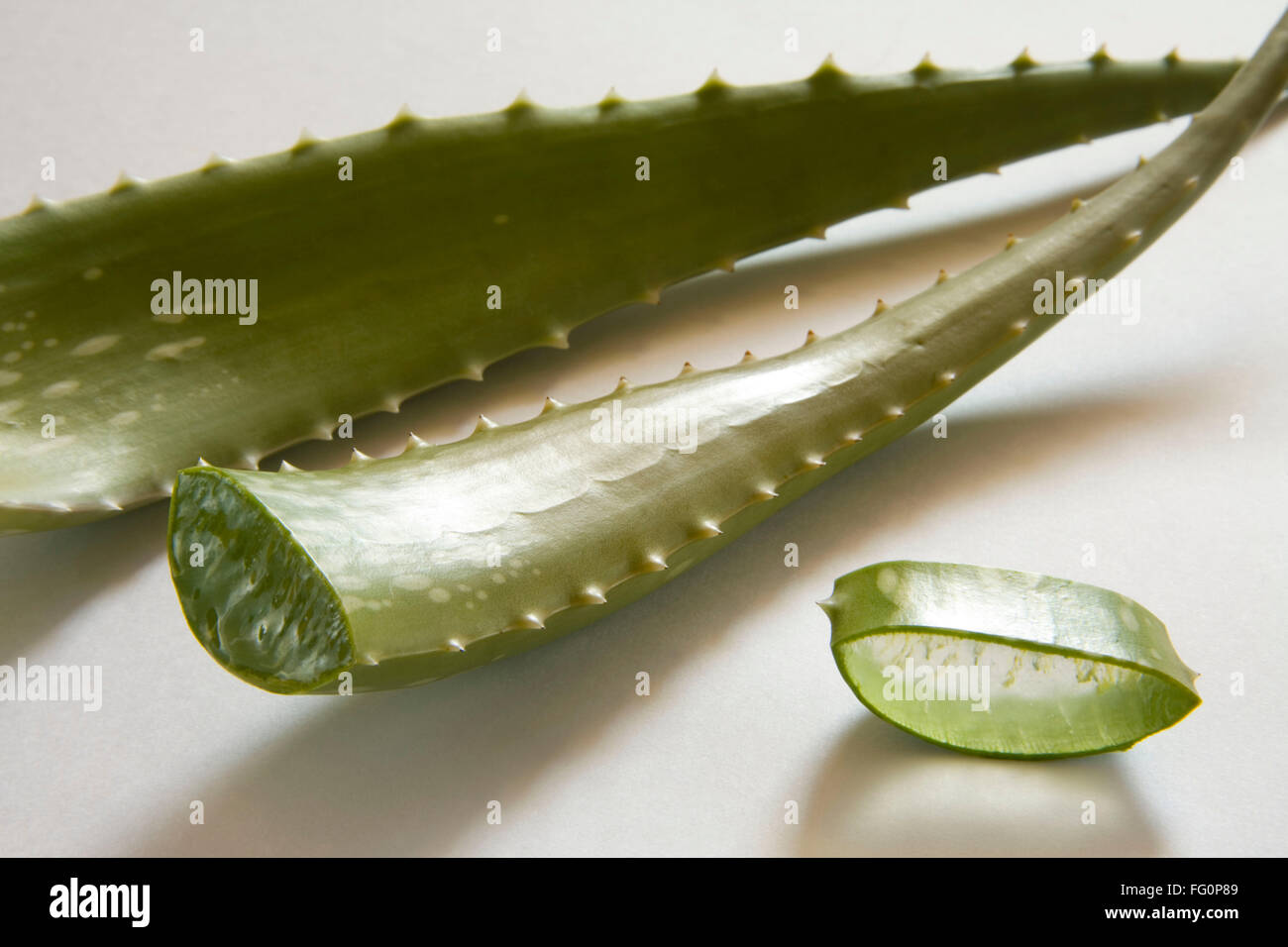 Wild plant aloe Vera with wonderful medicinal properties , India Stock Photo