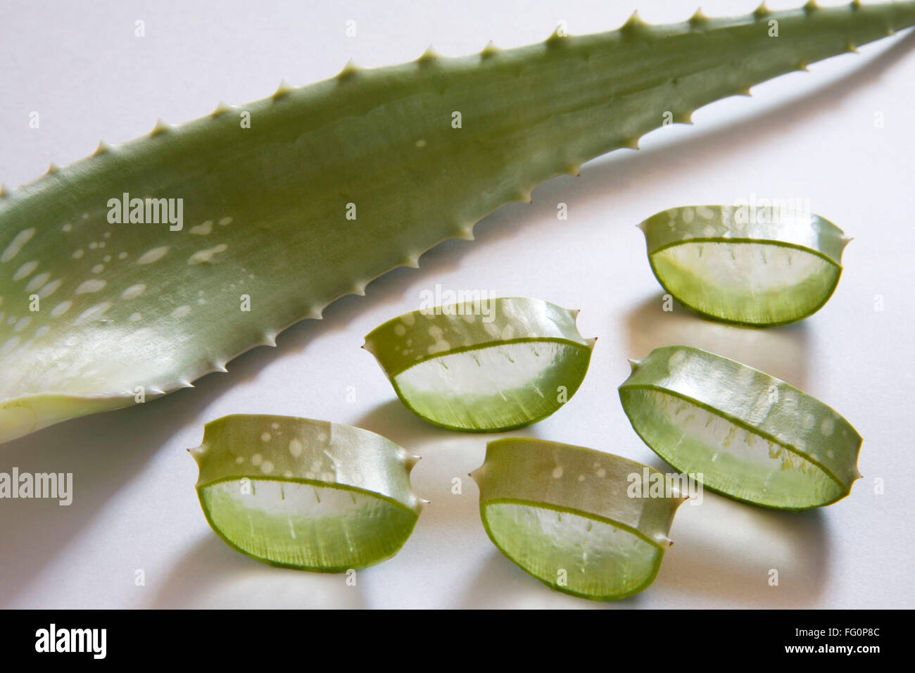 Wild plant aloe Vera with wonderful medicinal properties , India Stock Photo