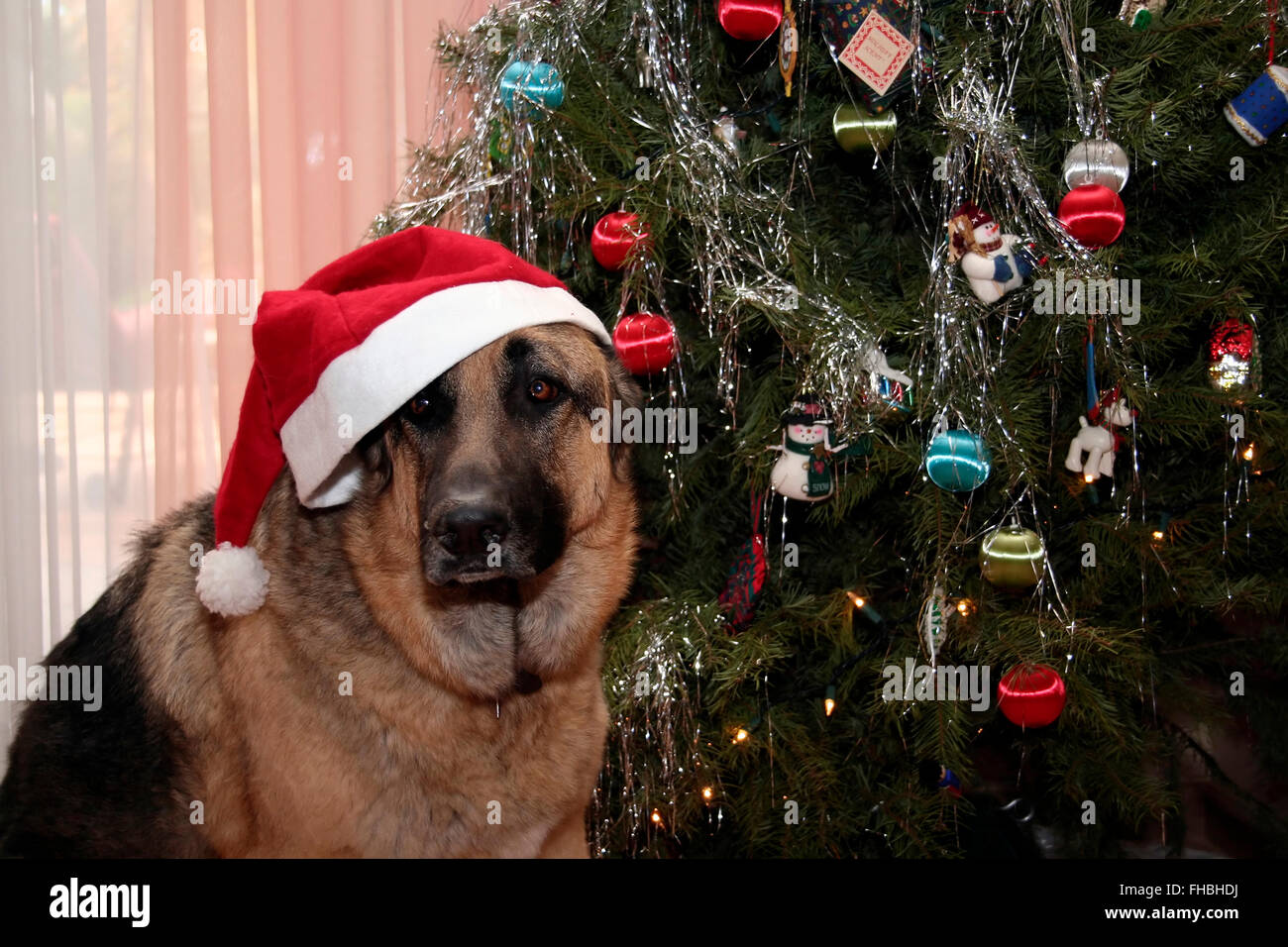 German Shepherd sitting next to Christmas tree Stock Photo