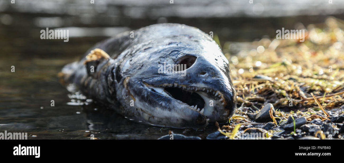 A Salmon, now expired after spawning, Goldstream, Vancouver Island, BC Stock Photo