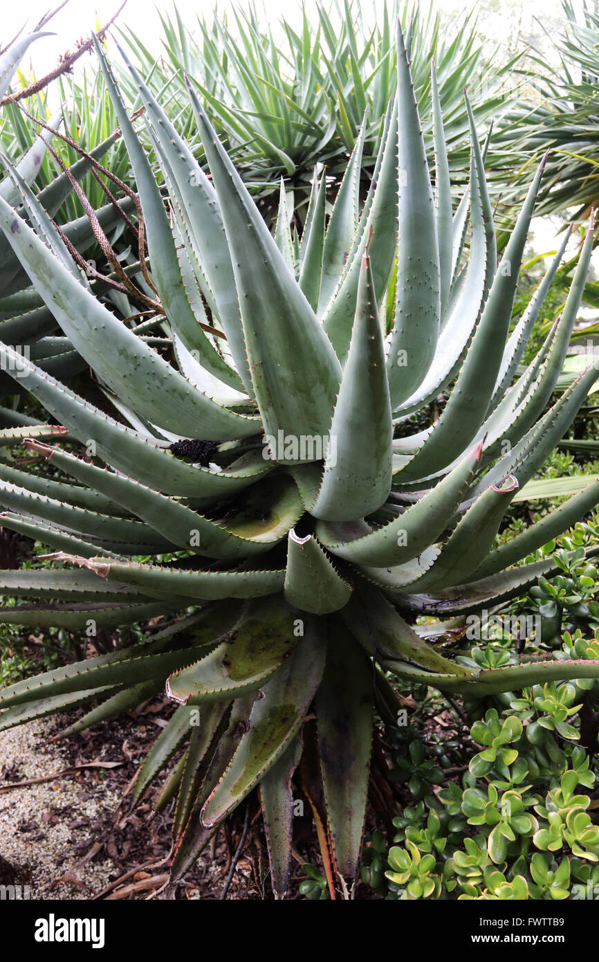 Aloe ferox or known as the Cape Aloe, Bitter Aloe, Red Aloe and Tap Aloe Stock Photo