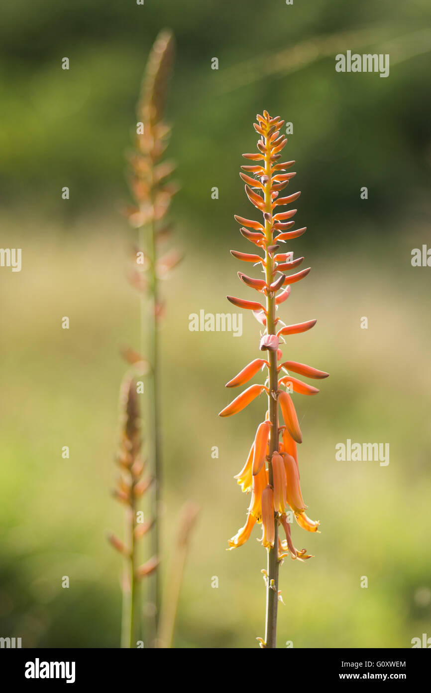 Orange flower spikes of aloe vera in garden Stock Photo