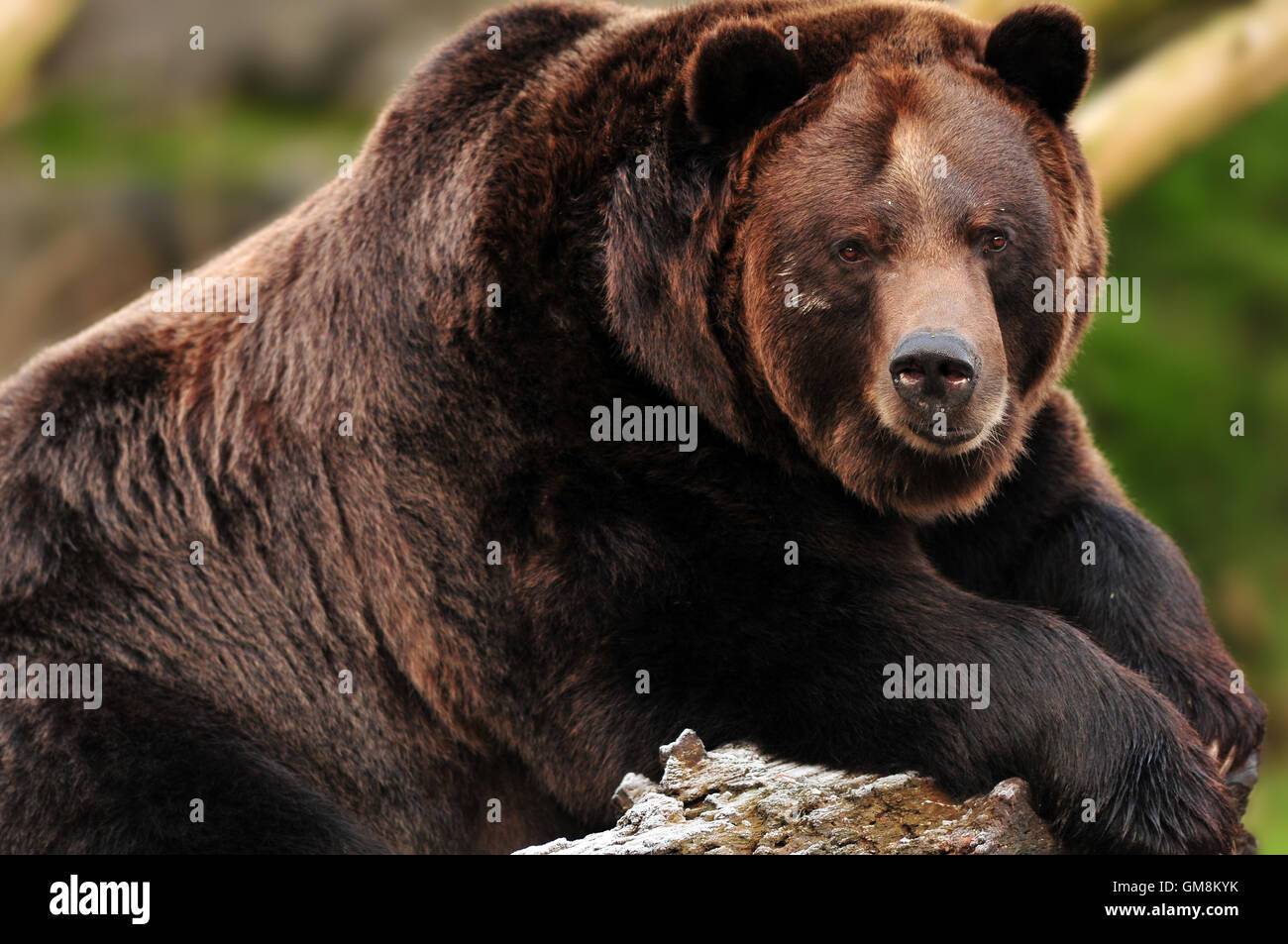 Grizzly bear portrait Stock Photo