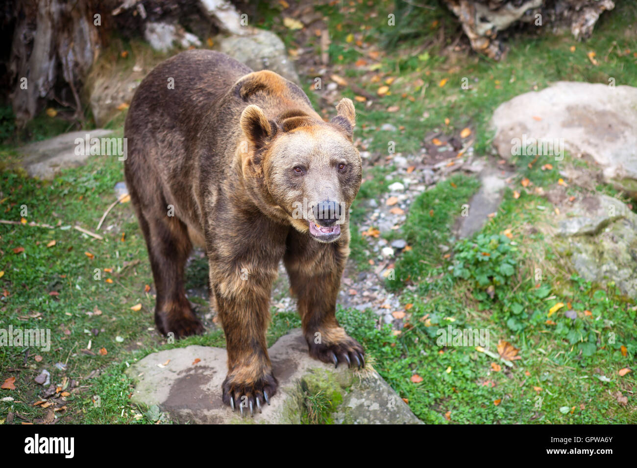 Bear Stock Photo