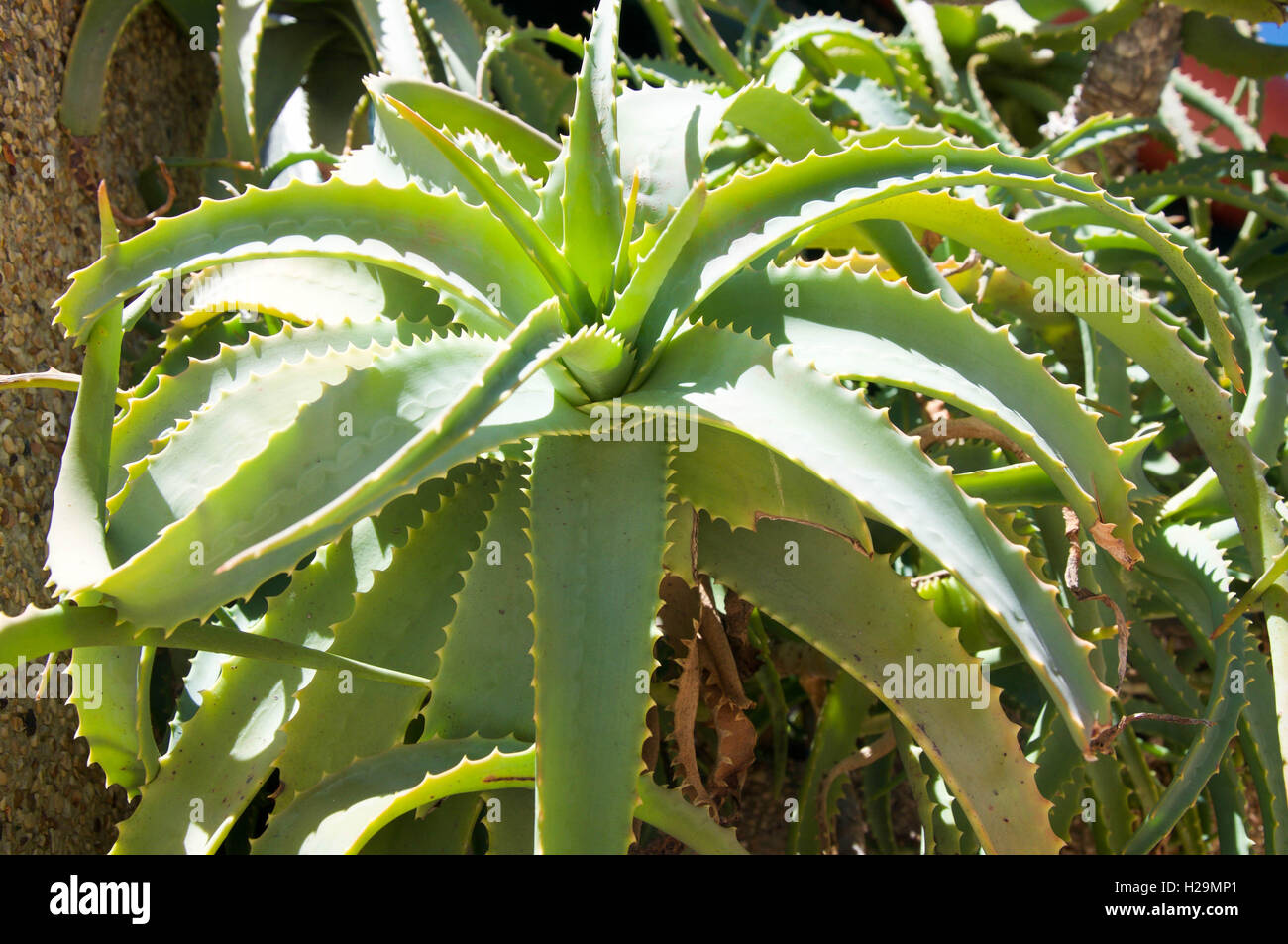 Large wild green aloe vera plant with spiky, fleshy leaves radiating out in Western Australia. Stock Photo