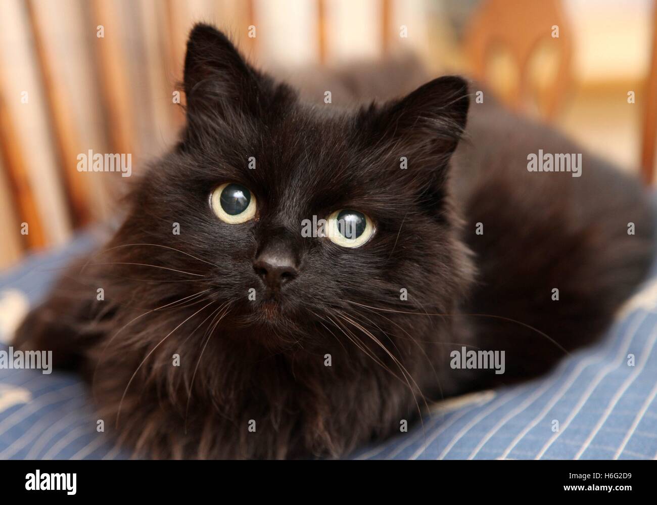 Tight head shot of a long haired black cat on blue cushion, looking straight to camera, yellow eyes Stock Photo